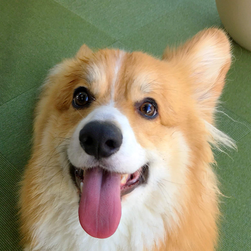 Koning Office Dog
